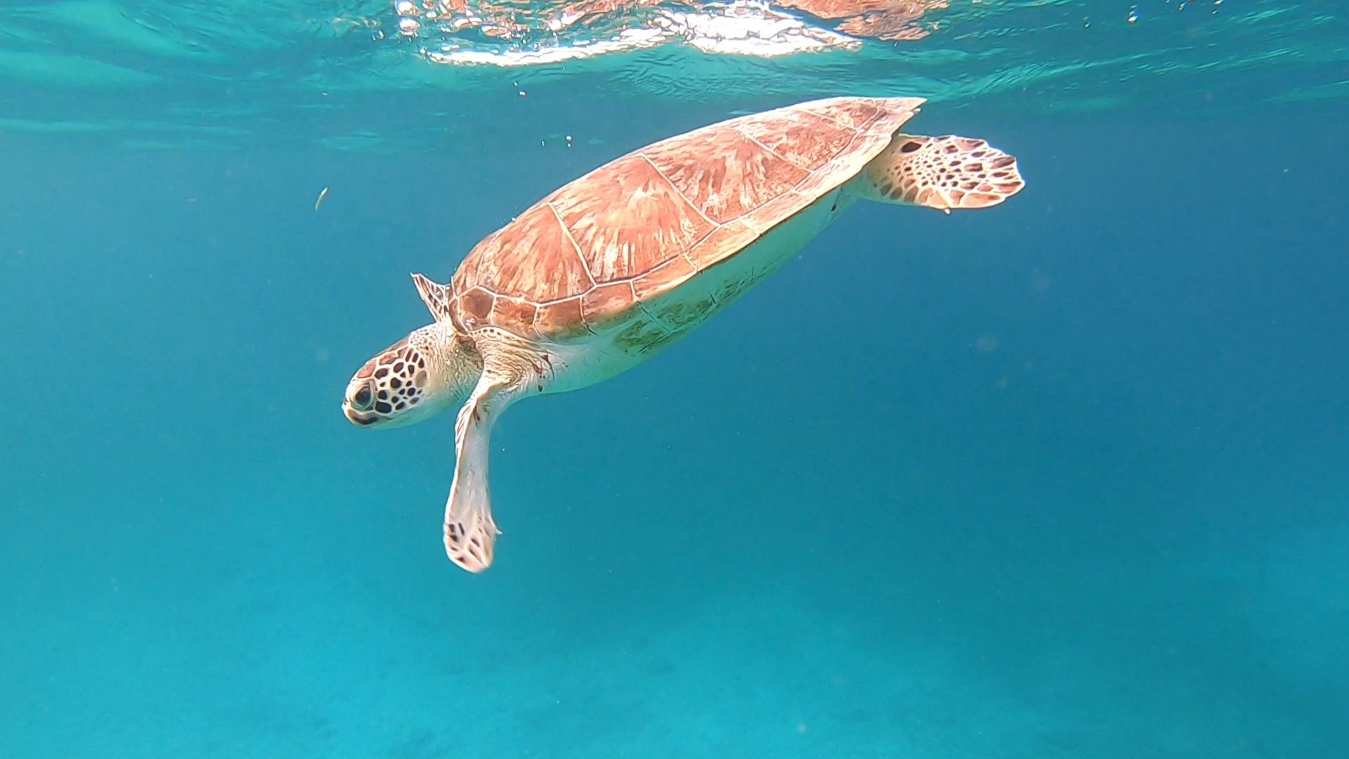 Green turtle (Chelonia mydas).